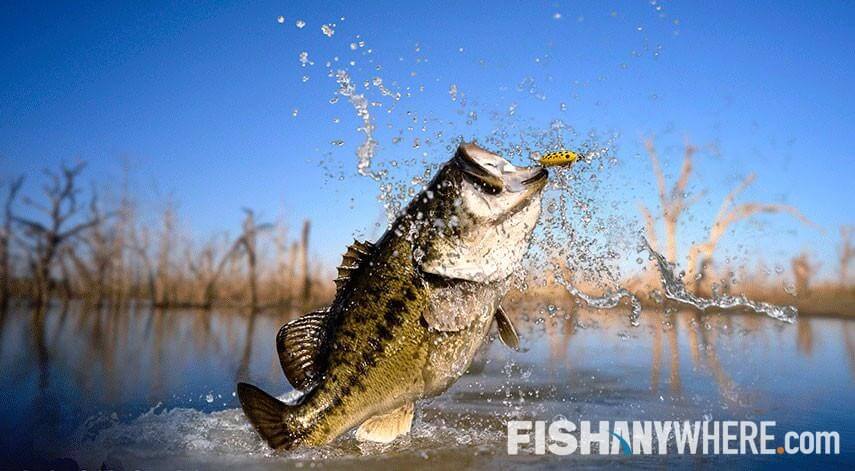 Top Five Florida Bass Lakes - Florida Sportsman