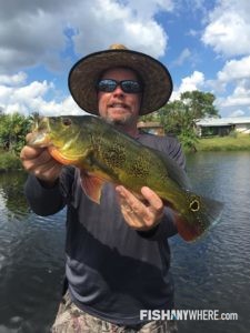 Peacock Bass Vs Largemouth Bass FishAnywhere